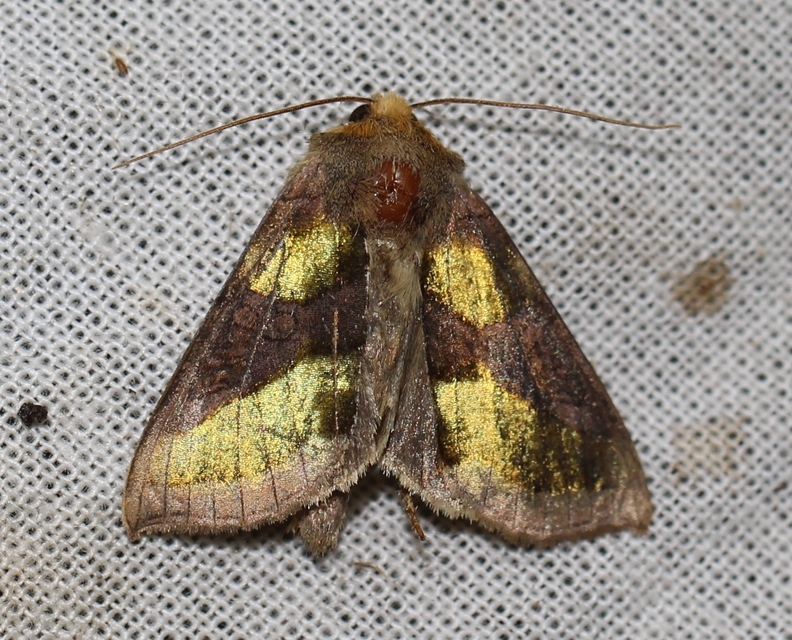 Diachrysia chrysitis - aranybagoly