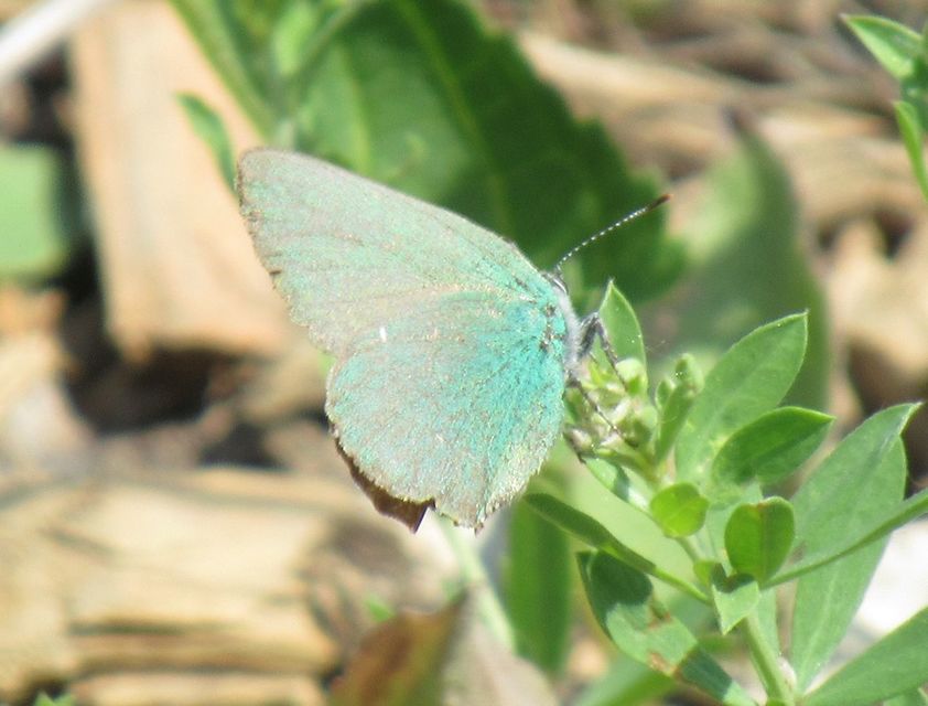 Callophrys rubi - zöldfonákú lepke