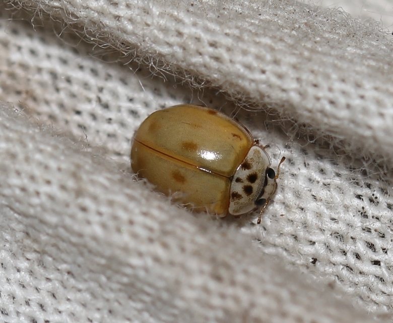 Adalia decempunctata - tízpettyes katica