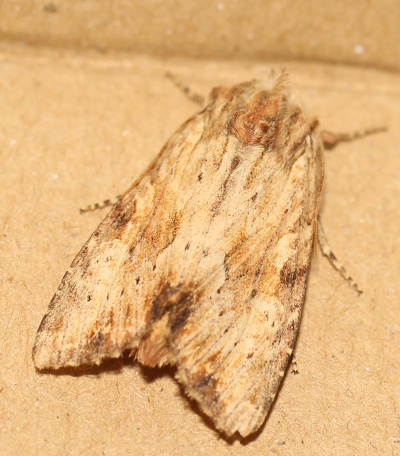 Apamea sublustris - sárgás dudvabagoly