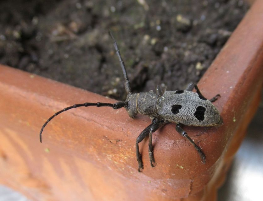 Morimus asper funereus - gyászcincér Morimus asper funereus - gyászcincér