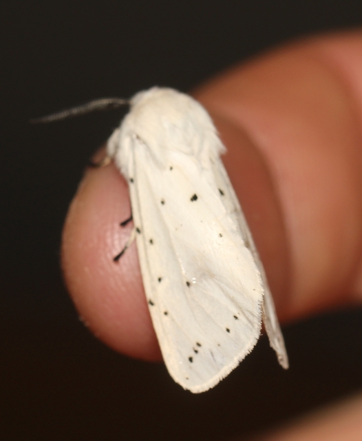 Spilosoma lubricipedum/urticae