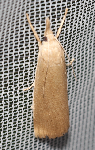 Calamotropha paludella - barna nádlevélmoly