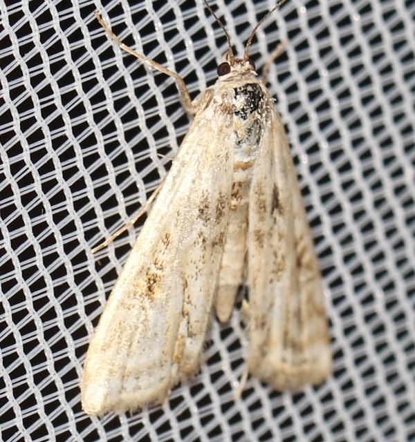 Cataclysta lemnata - békalencsemoly