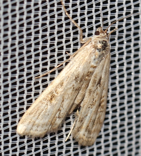 Cataclysta lemnata - békalencsemoly