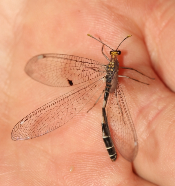 Megistopus flavicornis - kétfoltos hangyaleső Megistopus flavicornis - kétfoltos hangyaleső