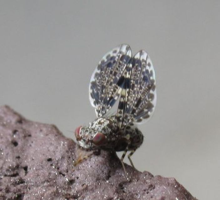 Callopistromyia annulipes - pávalégy