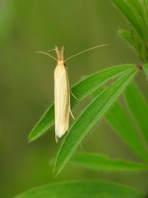 Pleurota