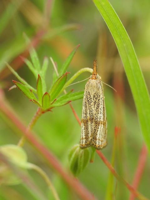 Thisanotia chrysonuchella - tavaszi fűgyökérmoly