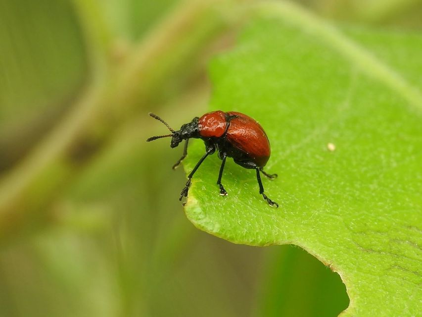 Attelabus nitens - tölgy-levélsodró