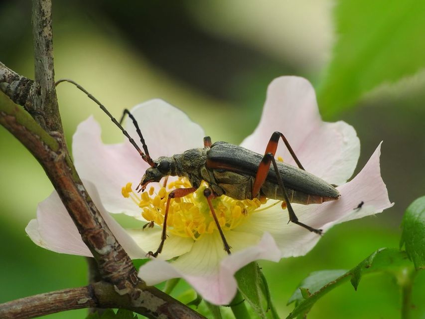 Stenocorus meridianus - fűz-gyökércincér