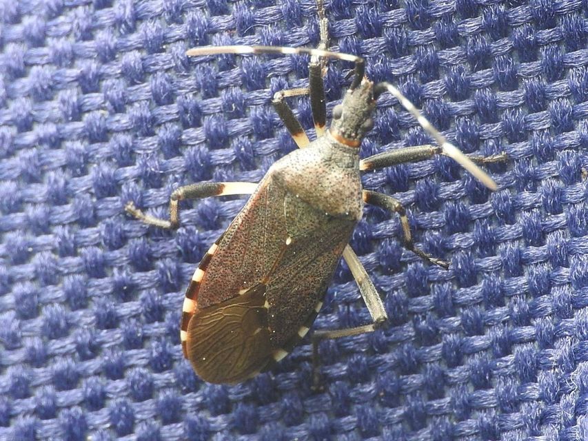 Dicranocephalus