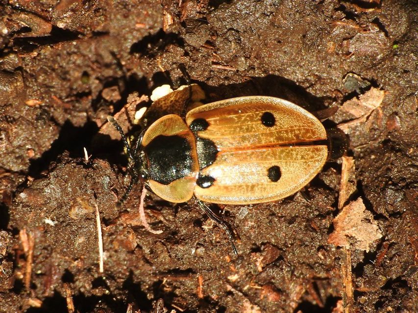 Dendroxena quadrimaculata - négypettyes dögbogár