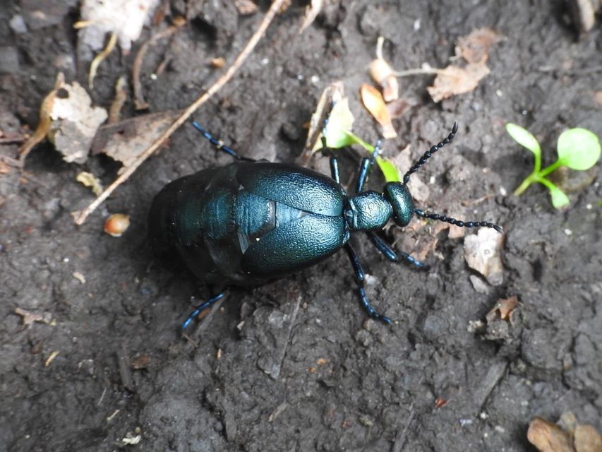 Meloe violaceus - kék nünüke