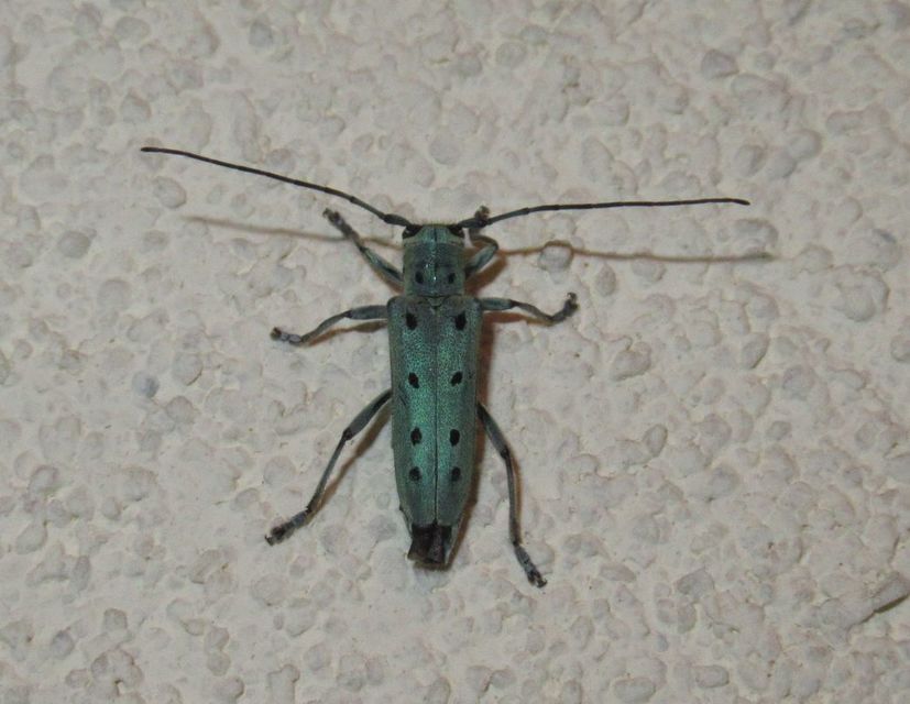 Saperda octopunctata - nyolcpontos cincér