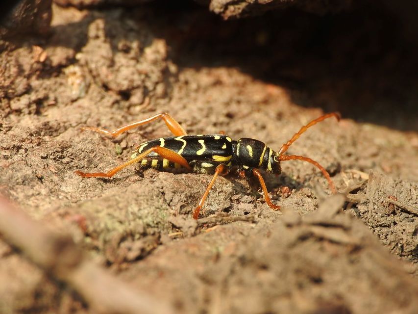 Plagionotus arcuatus - bársonyos darázscincér