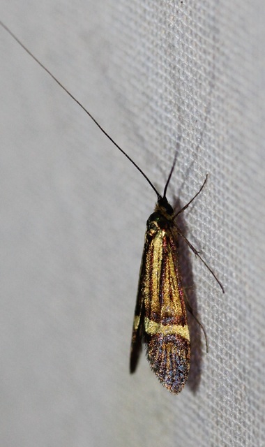 Nemophora degeerella - pompás tőrösmoly