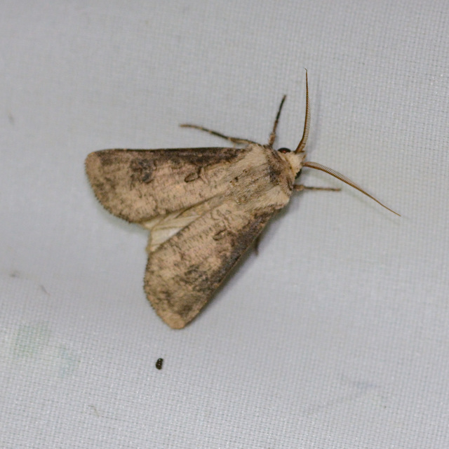 Agrotis clavis - zömök földibagoly