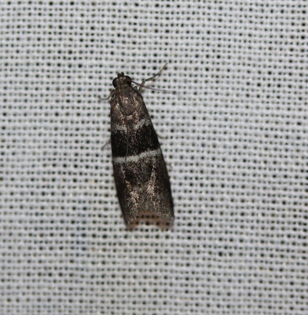 Elegia atrifasciella - füstös karcsúmoly