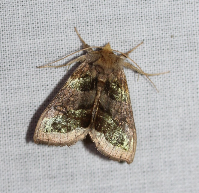 Diachrysia chrysitis/stenochrysis