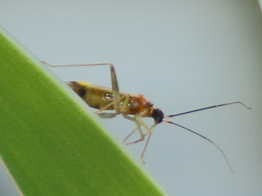Campyloneura virgula Campyloneura virgula
