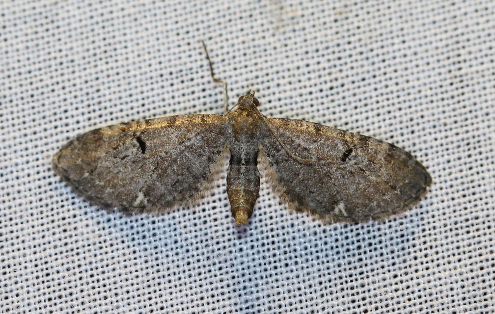 Eupithecia absinthiata - üröm-törpearaszoló