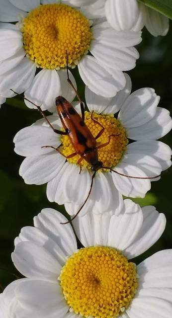 Stenurella septempunctata - hétpettyes karcsúcincér