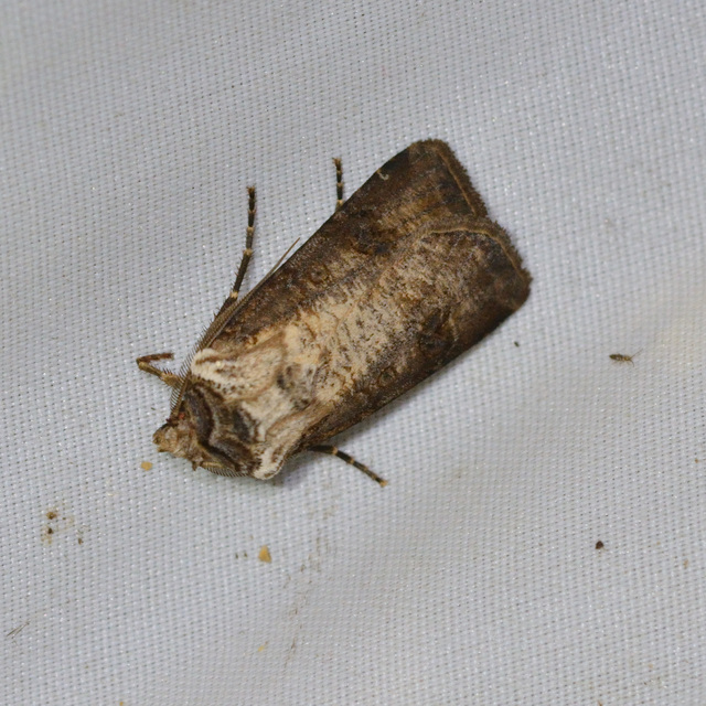 Agrotis clavis - zömök földibagoly