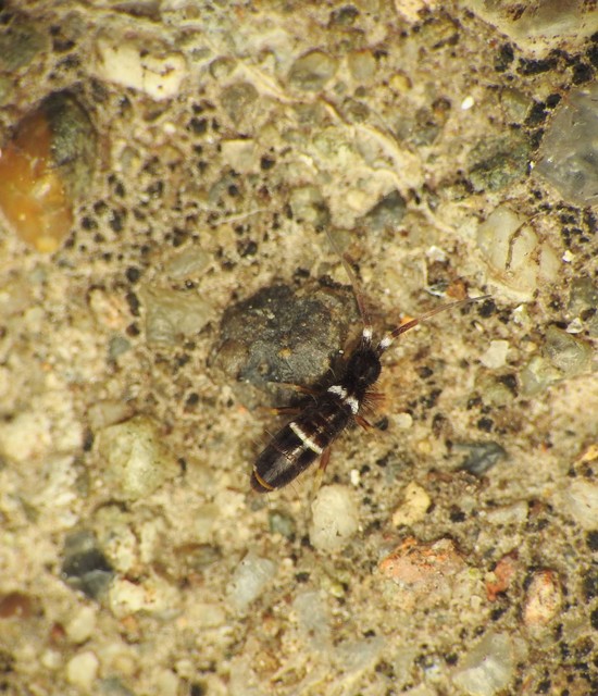 Collembola - Ugróvillások