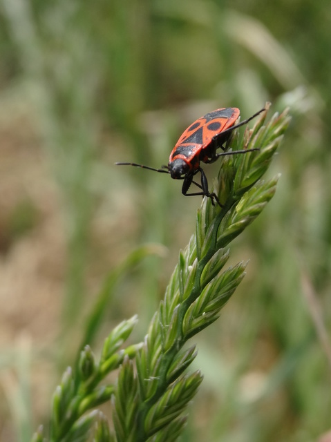 Pyrrhocoris apterus - verőköltő poloska