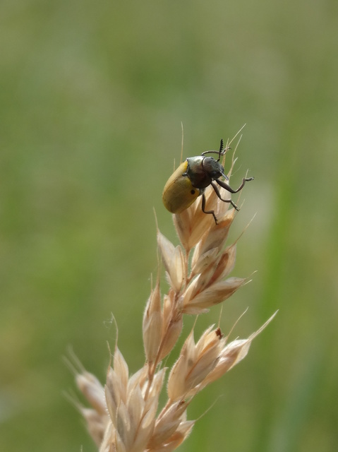 Labidostomis