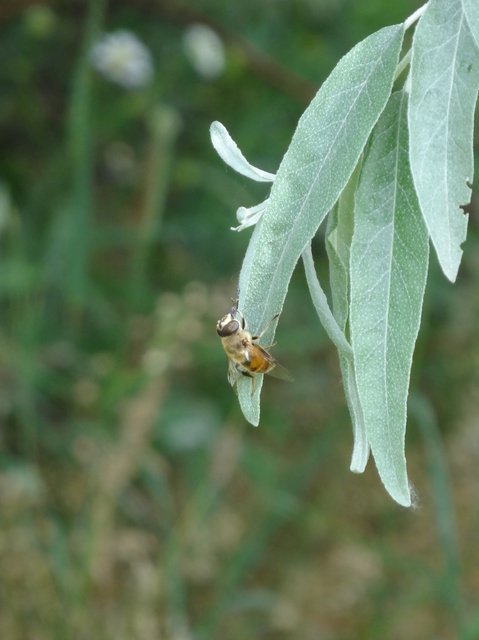 Eristalis tenax - közönséges herelégy