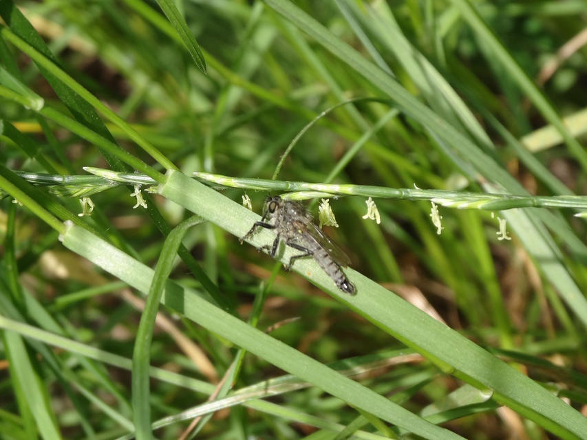 Dysmachus