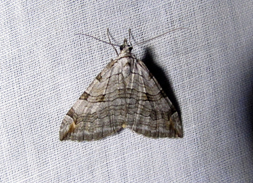 Aplocera efformata/plagiata