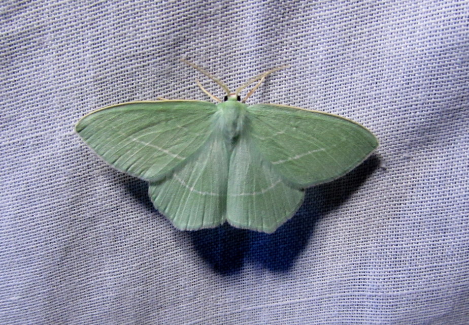 Hemistola chrysoprasaria - kékes zöldaraszoló