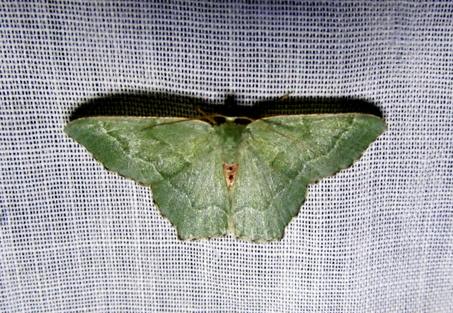 Hemithea aestivaria - nyír-zöldaraszoló
