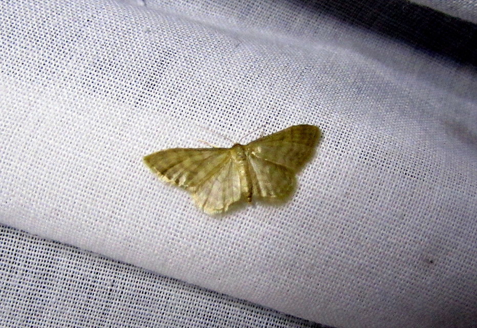 Idaea dilutaria - napvirág-apróaraszoló