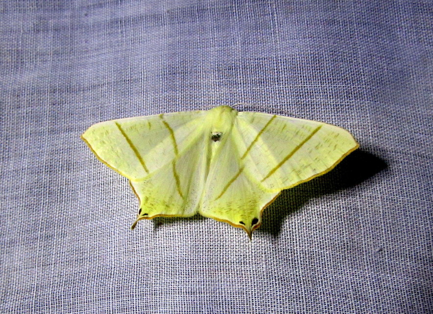 Ourapteryx sambucaria - fecskefarkú araszoló