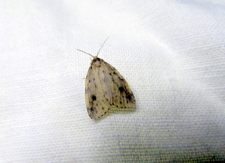 Thumata senex - mocsári medvelepke