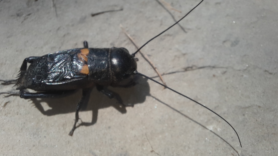 Gryllus campestris - mezei tücsök