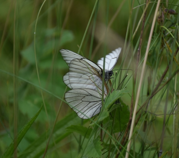 Aporia crataegi - galagonyalepke