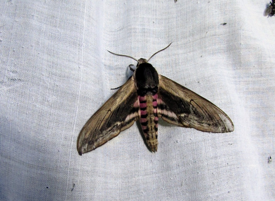 Sphinx ligustri - fagyalszender
