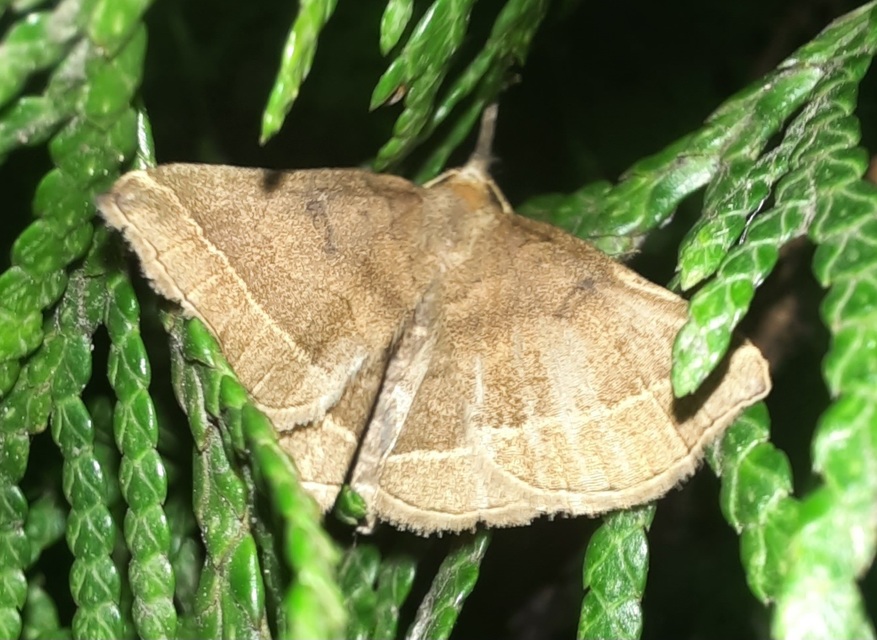 Pechipogo plumigeralis - tollascsápú karcsúbagoly