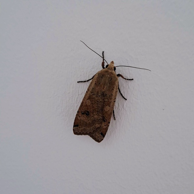 Noctua pronuba - nagy sárgafűbagoly