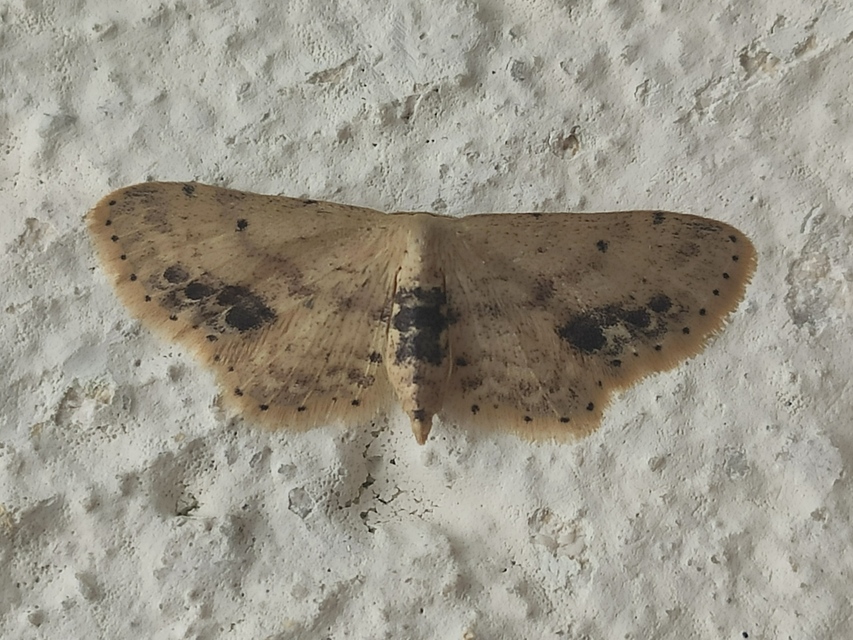 Idaea dimidiata - gyakori apróaraszoló