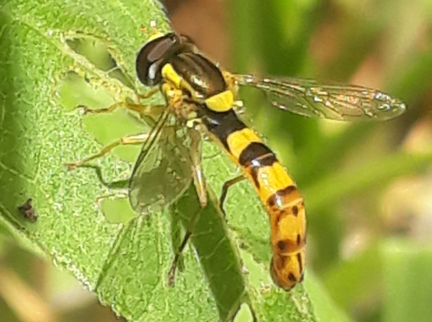 Sphaerophoria