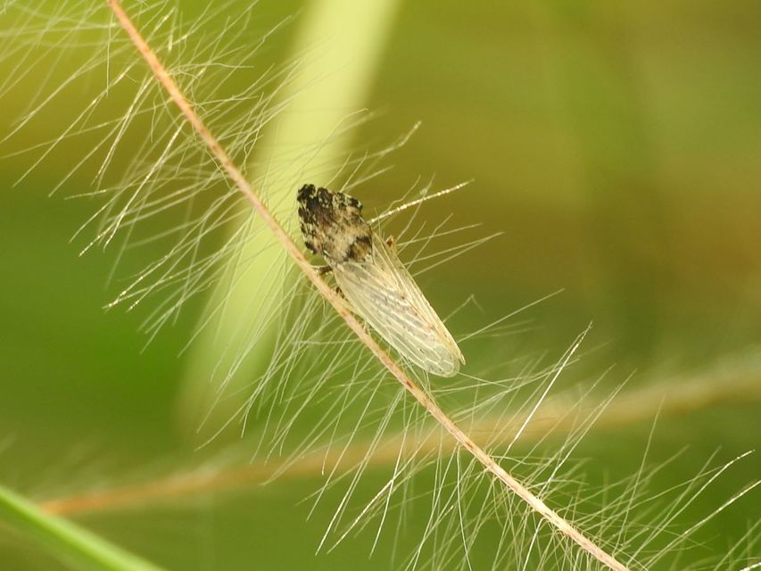 Eupelix cuspidata