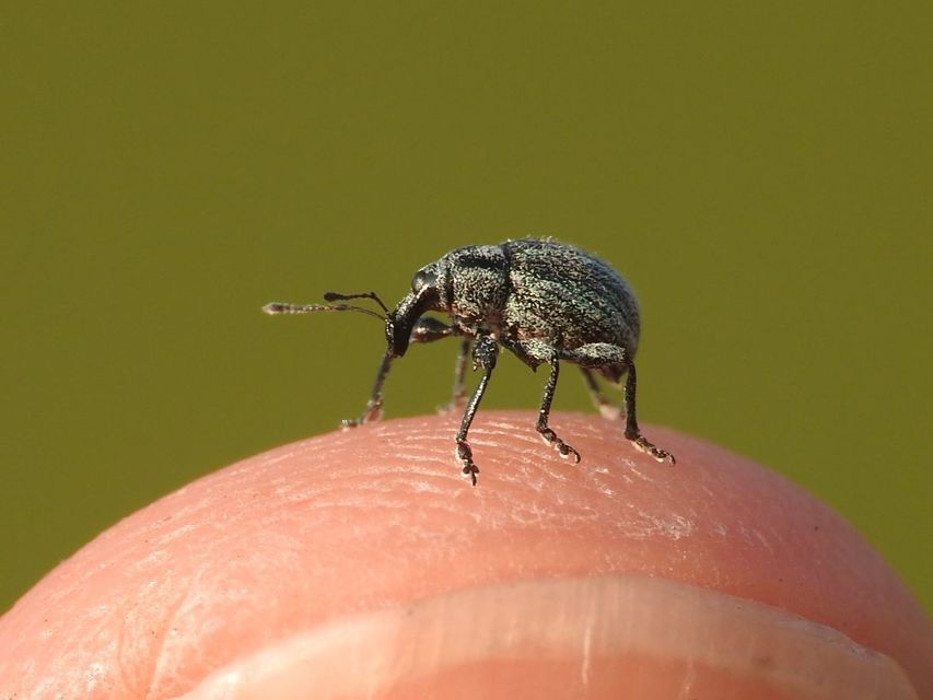 Apsis albolineata - alföldi rozsormányos