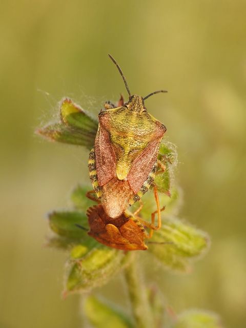 Carpocoris