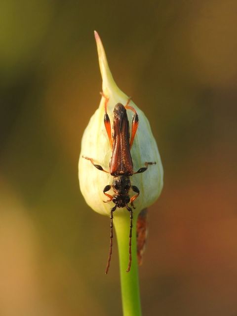 Stenopterus rufus - tarkacsápú keskenyfedőscincér